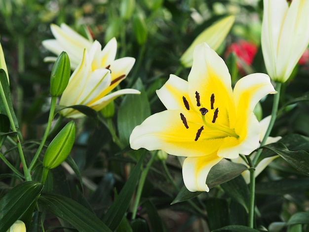 Bouchent fleur de lys blanc à la ferme.