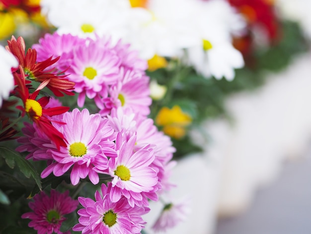 Bouchent la fleur de marguerite gerbera colorée. Bouquet floral pour le printemps et la saison estivale.