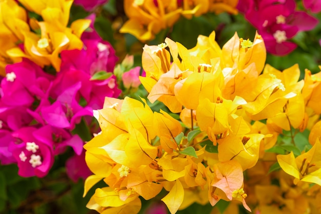 Bouchent la fleur de papier de bougainvillier en couleur