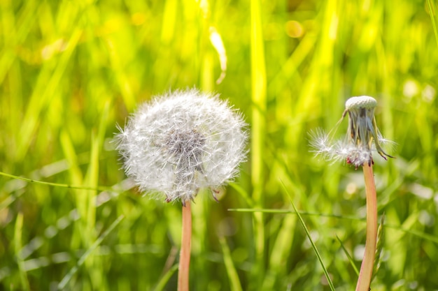 Bouchent fleur de pissenlits blancs dans le champ avec une journée ensoleillée