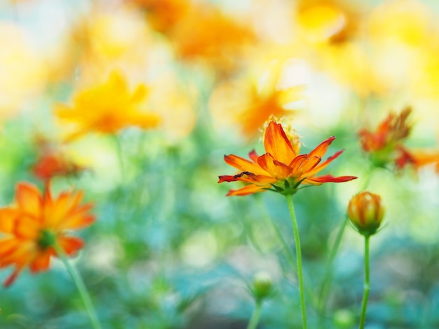 Bouchent la fleur de Zinnia orange. Fleur de cosmos.