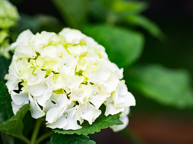 Bouchent les fleurs blanc crème Hydrangea Paniculata Limelight.