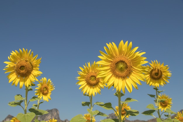 Bouchent les fleurs du soleil et le ciel bleu. Une belle fleurs jaunes dans les champs.