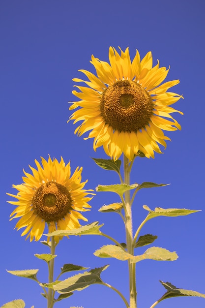 Bouchent les fleurs du soleil et fond de ciel bleu. Une belle fleurs jaunes dans les champs.