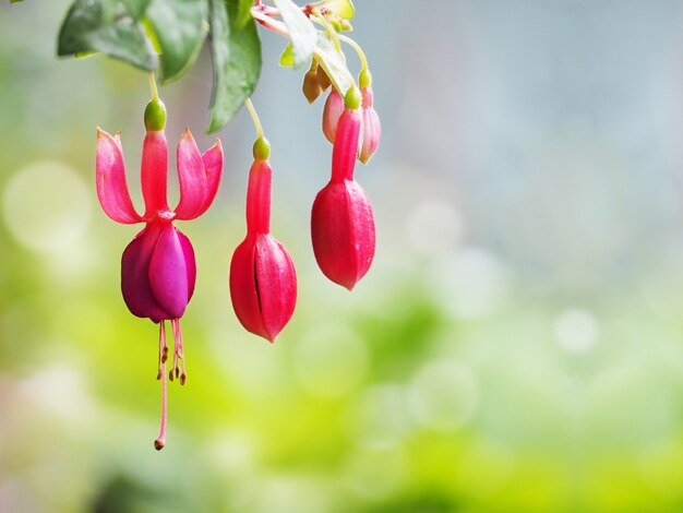 Bouchent les fleurs fuchsia