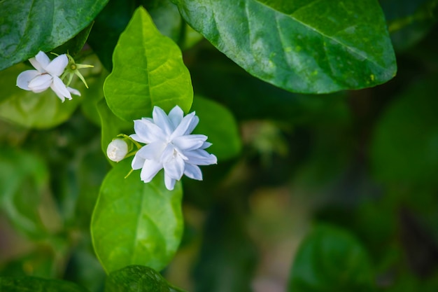 Bouchent les fleurs de jasmin dans un jardin