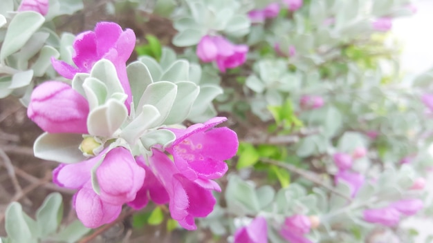 Bouchent les fleurs lumineuses roses sur flou