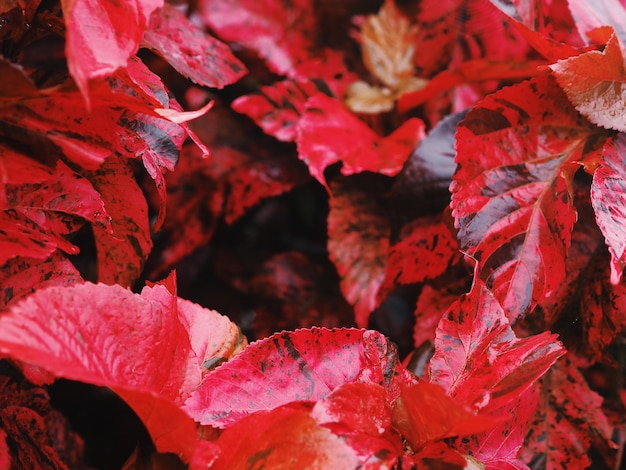 Photo bouchent fond de feuille rouge