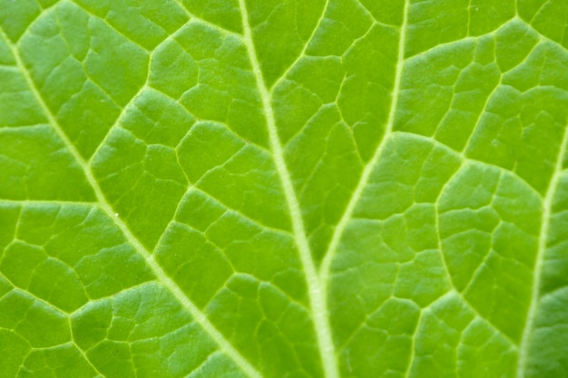 Photo bouchent fond de feuille verte