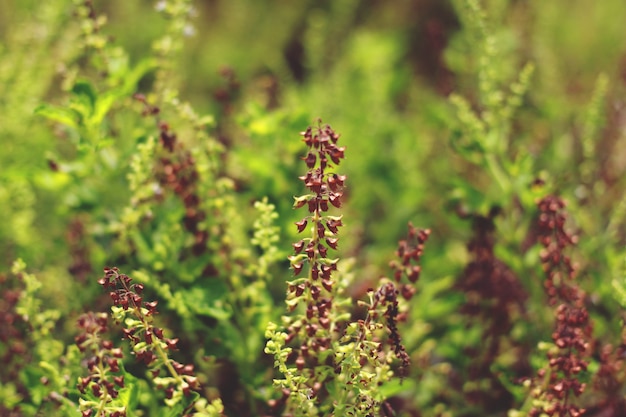 bouchent fond fleur basilic et basilic Asie avec ton vert