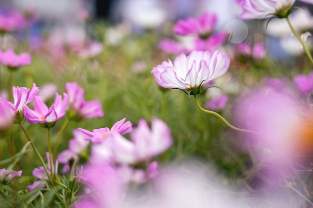 Bouchent fond de fleurs naturelles