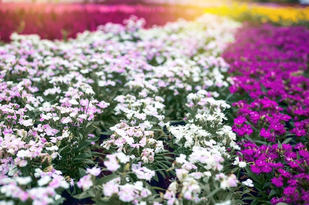 Bouchent fond de fleurs naturelles