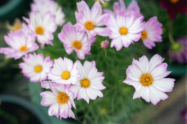 Bouchent fond de fleurs naturelles