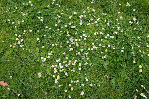 Bouchent fond d&#39;herbe