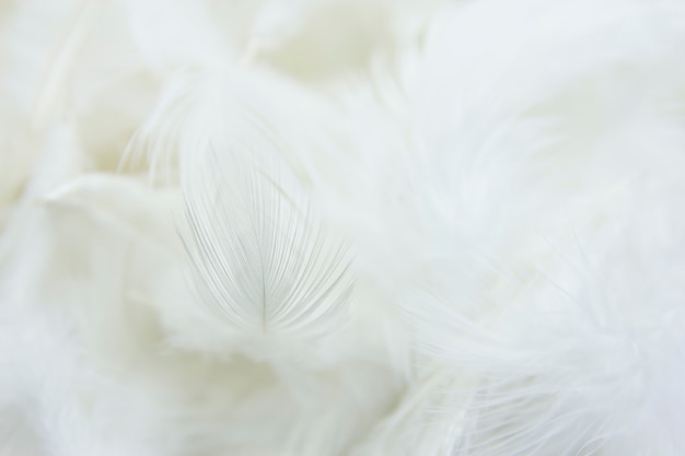 Bouchent le fond de plumes blanches.