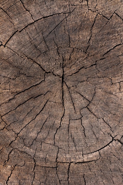 Bouchent le fond de texture en bois. Coupe transversale d'un arbre abattu montrant des anneaux de croissance. Vieille texture de bois naturel de tronc d'arbre coupé pour le texte et l'arrière-plan. Conception de la nature