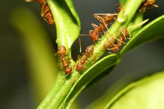 Bouchent la fourmi rouge sur l'arbre de bâton dans la nature en Thaïlande