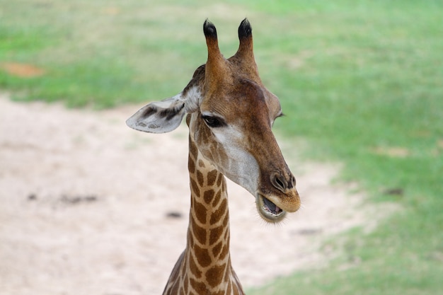 Bouchent girafe tête dans le jardin en Thaïlande