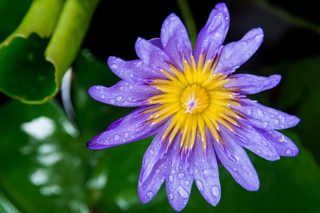 Bouchent les gouttes d&#39;eau sur le petit lotus pourpre dans l&#39;étang