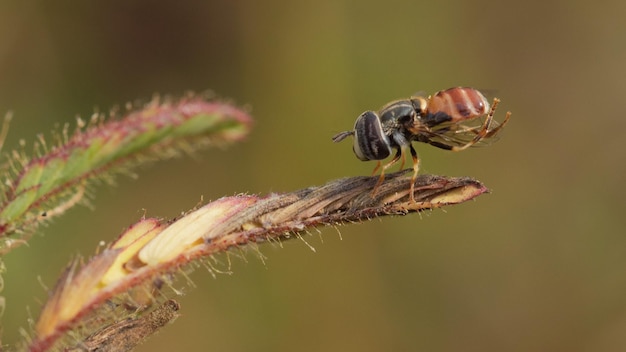 Bouchent un insecte sur l'herbe