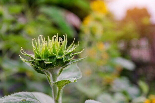 Bouchent jeune bourgeon de tournesol vert