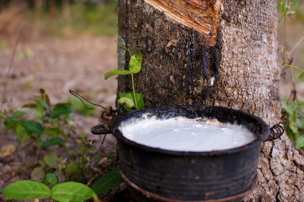 Bouchent le latex de l&#39;arbre en caoutchouc naturel