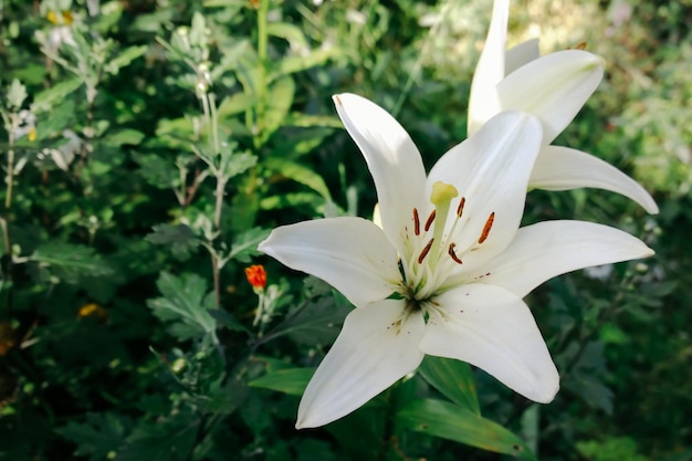 Bouchent les lys blancs dans le jardin