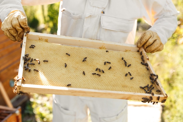 Bouchent les mains de l'apiculteur tenir cadre en bois avec nid d'abeille