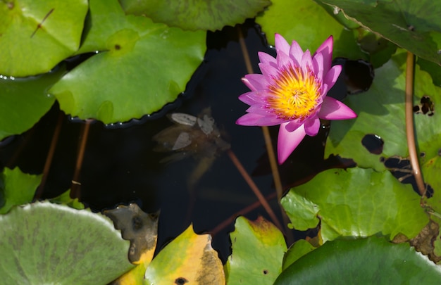 Bouchent un nénuphar rose dans un étang, doux concentré.