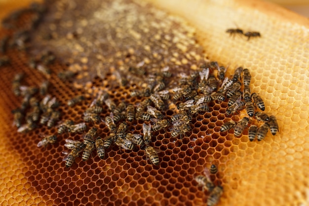 Bouchent nid d'abeille dans un cadre en bois avec des abeilles.