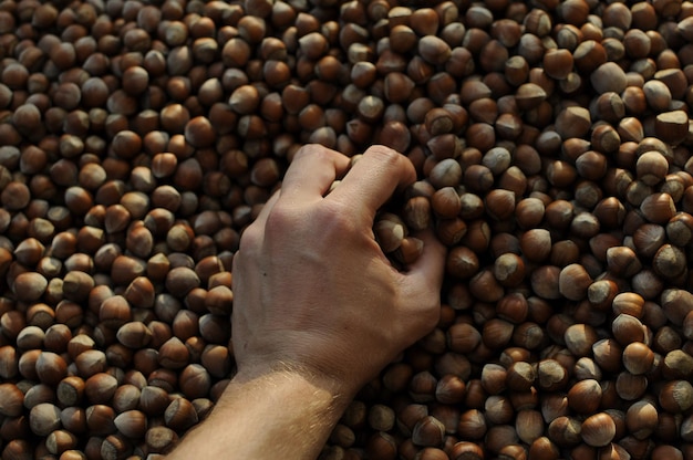 Bouchent les noisettes. Composition et fond de noisette. Noisettes turques. nourriture naturelle biologique.