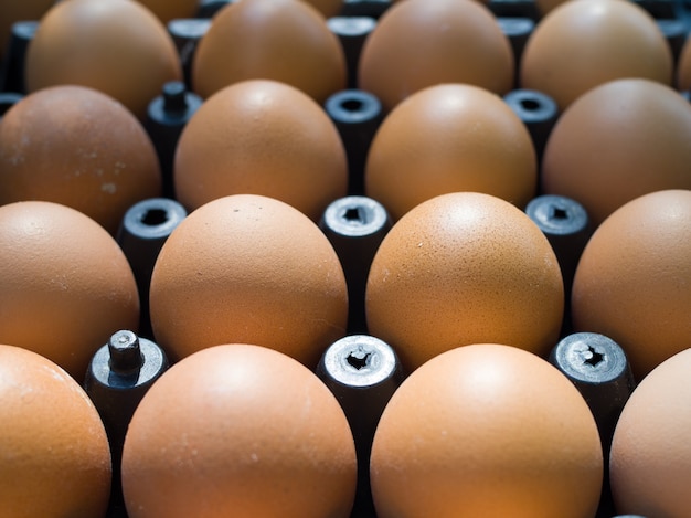 Bouchent les oeufs de poulet frais dans le bac