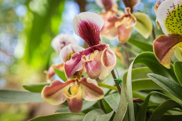 Bouchent paphiopedilum (orchidée) dans le jardin public