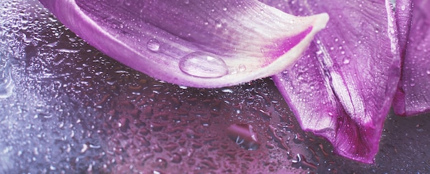 Bouchent les pétales de fleurs fraîches roses de tulipes avec une goutte d'eau sur la surface du verre