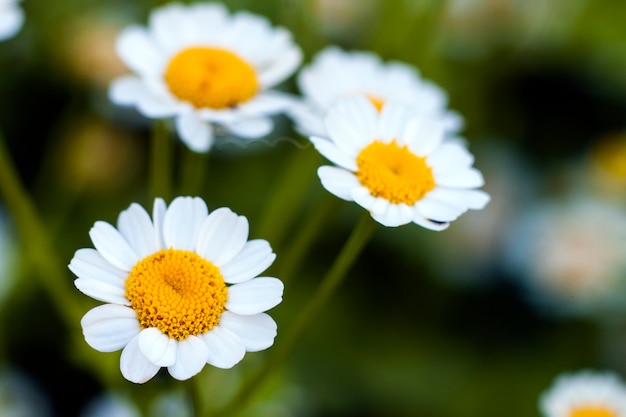 Bouchent les petites fleurs de marguerite blanche