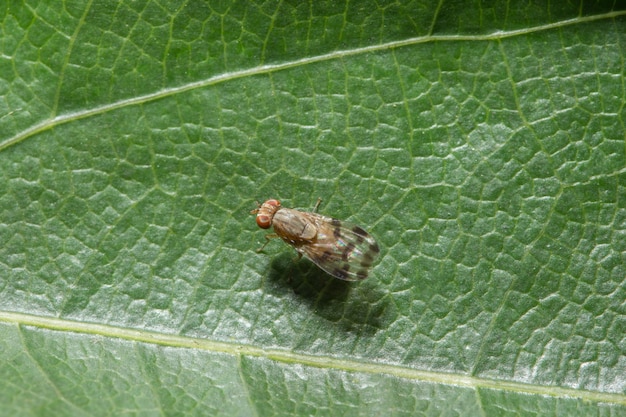 Bouchent les photos de la mouche des fruits