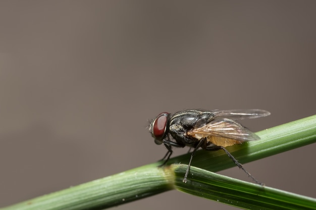 Bouchent les photos de la mouche des fruits