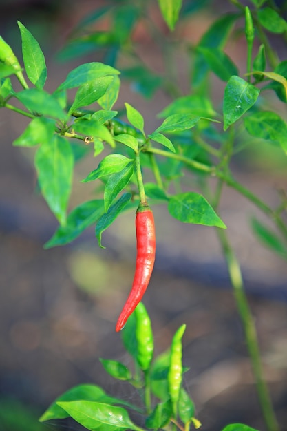 Bouchent les piments rouges sur l'arbre dans le jardin.