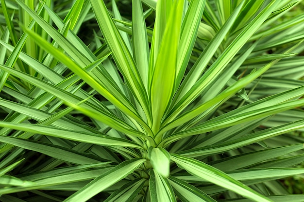 Bouchent la plante de yucca