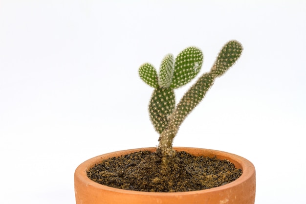 Bouchent les plantes de cactus sur blanc