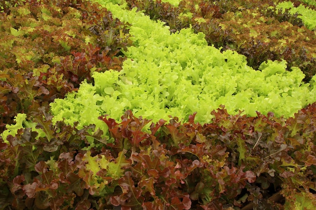 Bouchent Les Plantes De Laitue Qui Poussent Dans Le Jardin