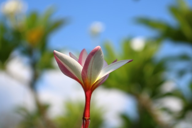 Bouchent Plumeria dans le jardin