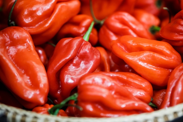 bouchent les poivrons habanero rouges dans le panier