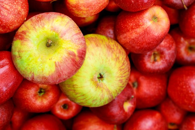 Bouchent les pommes Honeycrisp. Concept de régime alimentaire sain.