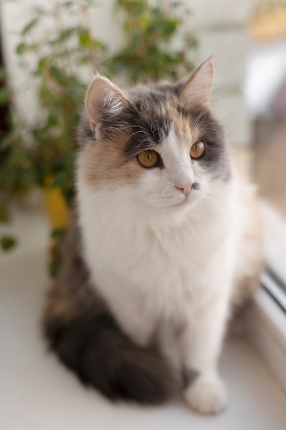 Bouchent portrait sur beau chat