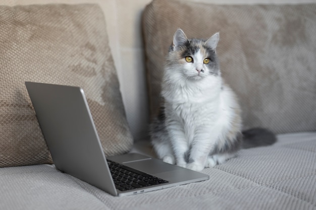 Bouchent portrait sur beau chat