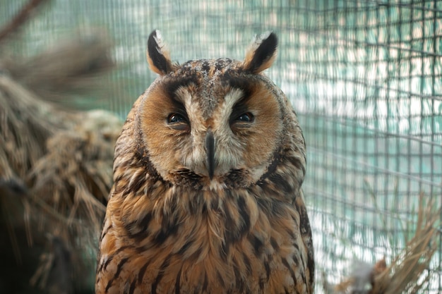 Bouchent le portrait de la belle chouette