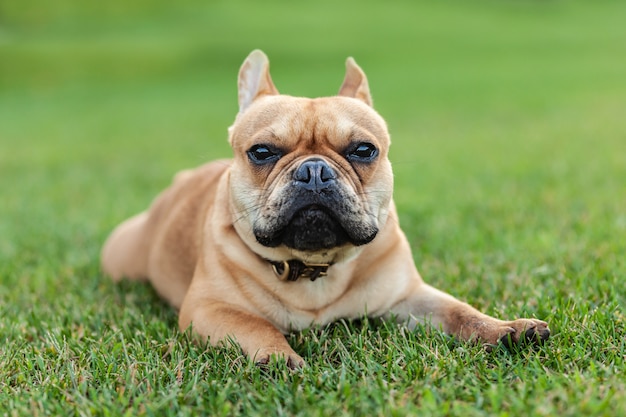 Bouchent le portrait d'un bouledogue français