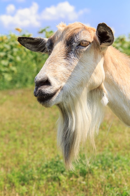 Bouchent portrait de chèvre avec barbe paissant dans le domaine un jour d'été