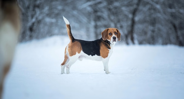 Bouchent le portrait d'un chien Beagle en hiver, debout sur un pré en regardant la caméra